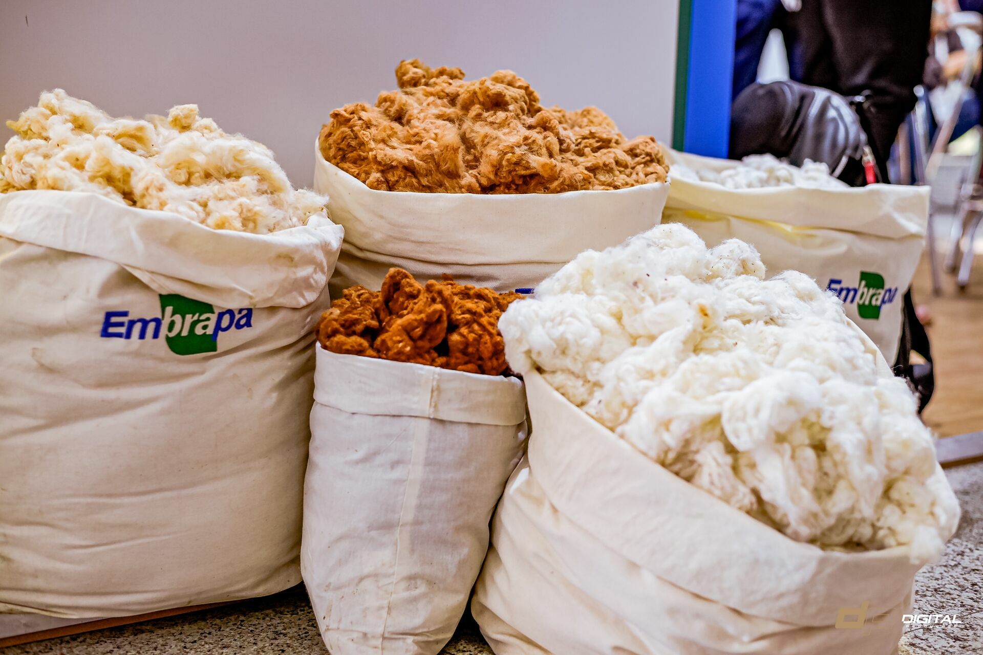 Foto 14° CONGRESSO BRASILEIRO DO ALGODÃO - Imagem 21